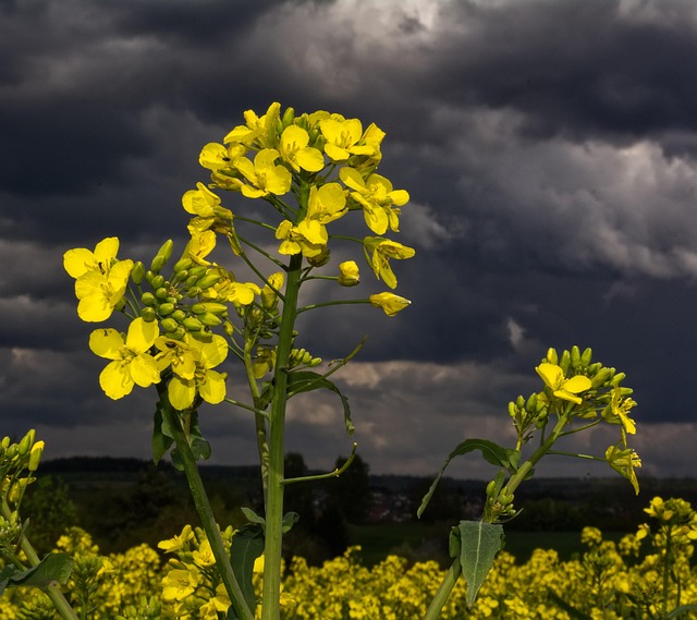 Free Nature Landscape photo and picture