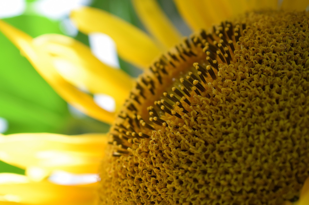 Sunflower Flower Yellow - Free photo on Pixabay - Pixabay