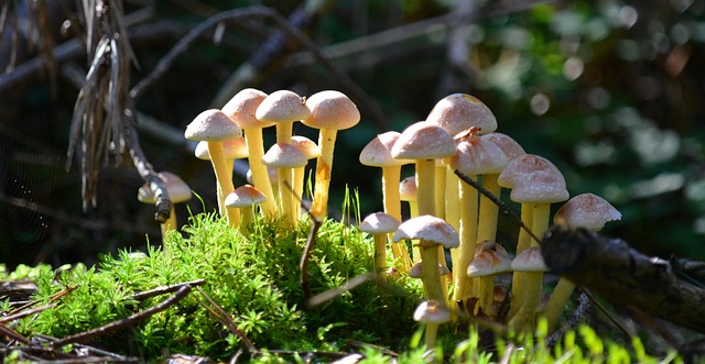 Free Autumn Mushrooms photo and picture