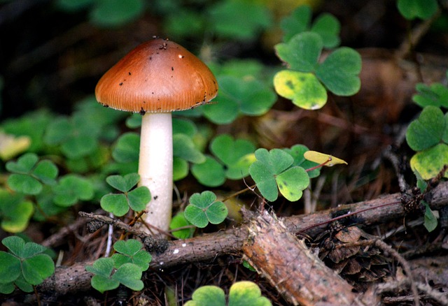 Free Nature Mushroom photo and picture