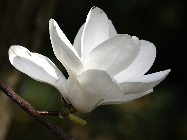 Free Flower White photo and picture