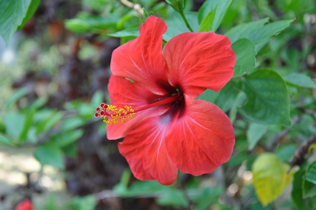 Natuur, Bloem Behang, Mooie Bloemen