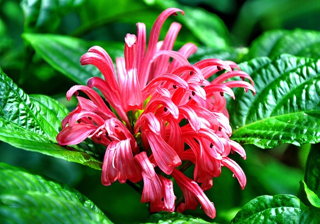 Natuur, Bloem Achtergrond, Bloem