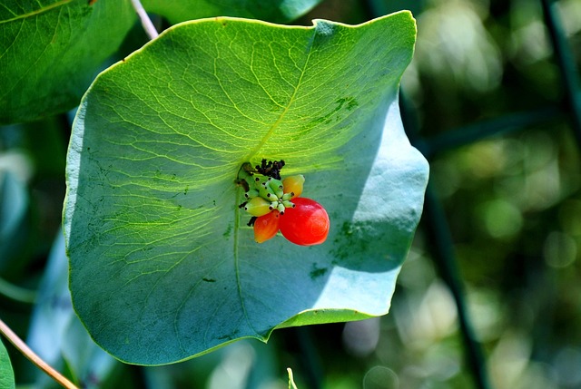 Natuur, Bloem, Mooie Bloemen
