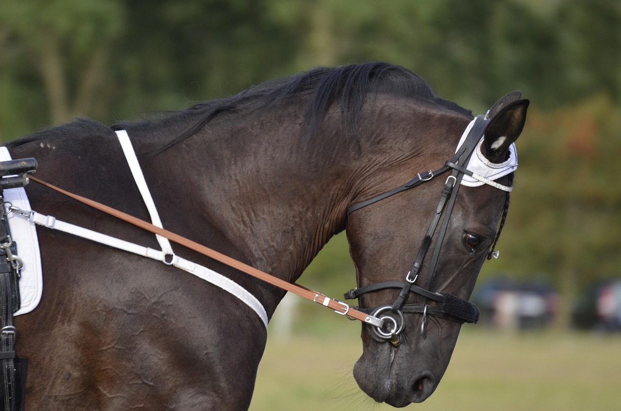 une cheval de une la norme race de foncé marron couleur, à quatre