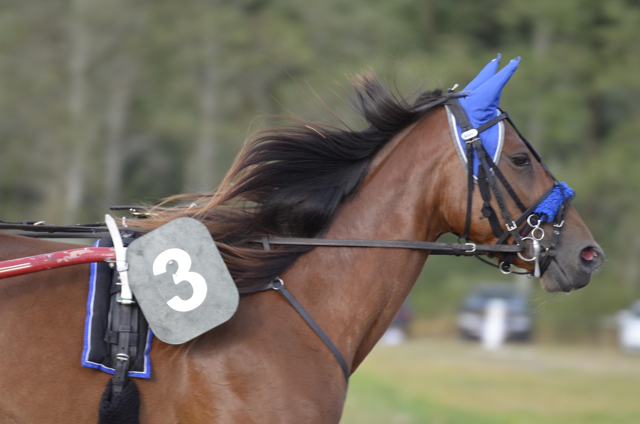 3﻿000 personnes à Trois-Rivières pour des courses de chevaux | Radio-Canada