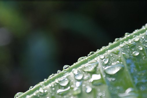 Vand, Natur, Plante, Grøn, Banan, Blad