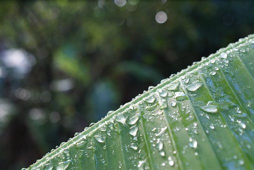 Vand, Natur, Plante, Grøn, Banan, Blad