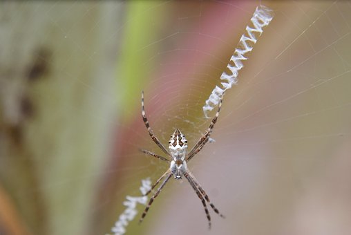 Edderkop, Insekt, Web, Arachnid