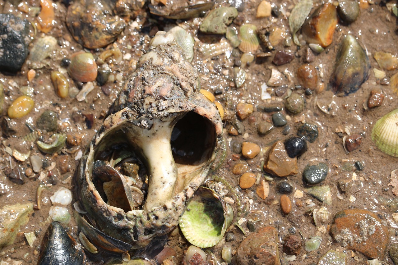 Shells Hole Free photo on Pixabay Pixabay