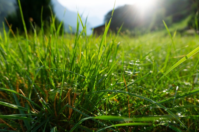 Gras, Sonne, Schweiz, Alpen, Wiese