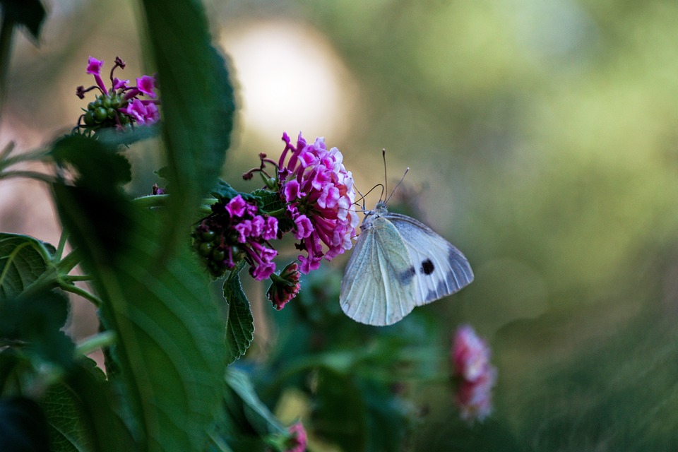 Pieris Rapae Butterfly The Large - Free photo on Pixabay