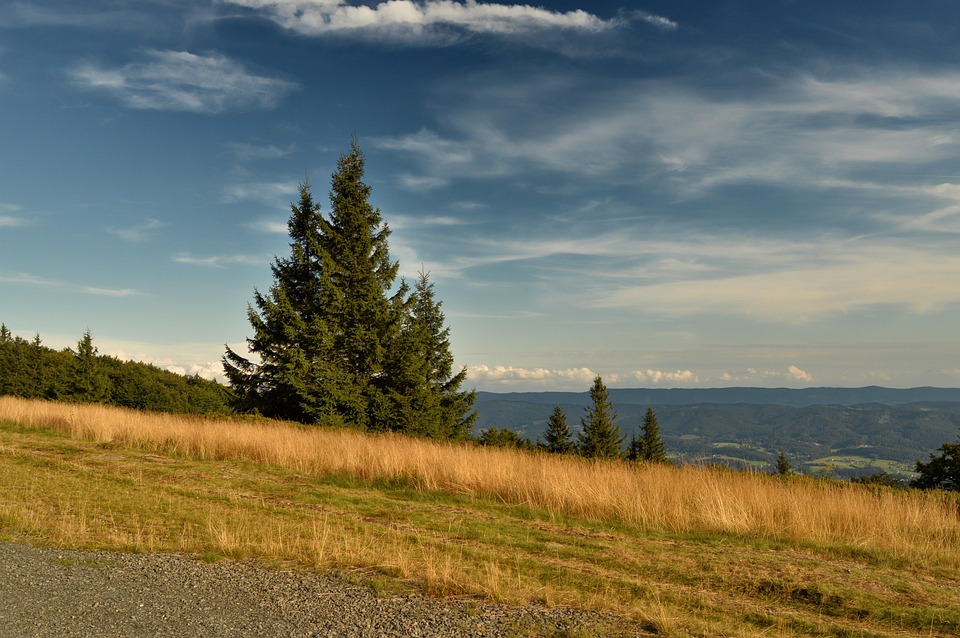 Nature Tree Country - Free photo on Pixabay