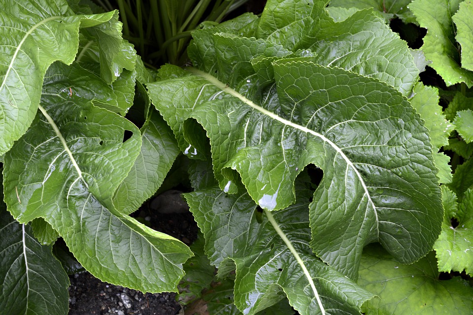 Horseradish Root Plant Free photo on Pixabay Pixabay