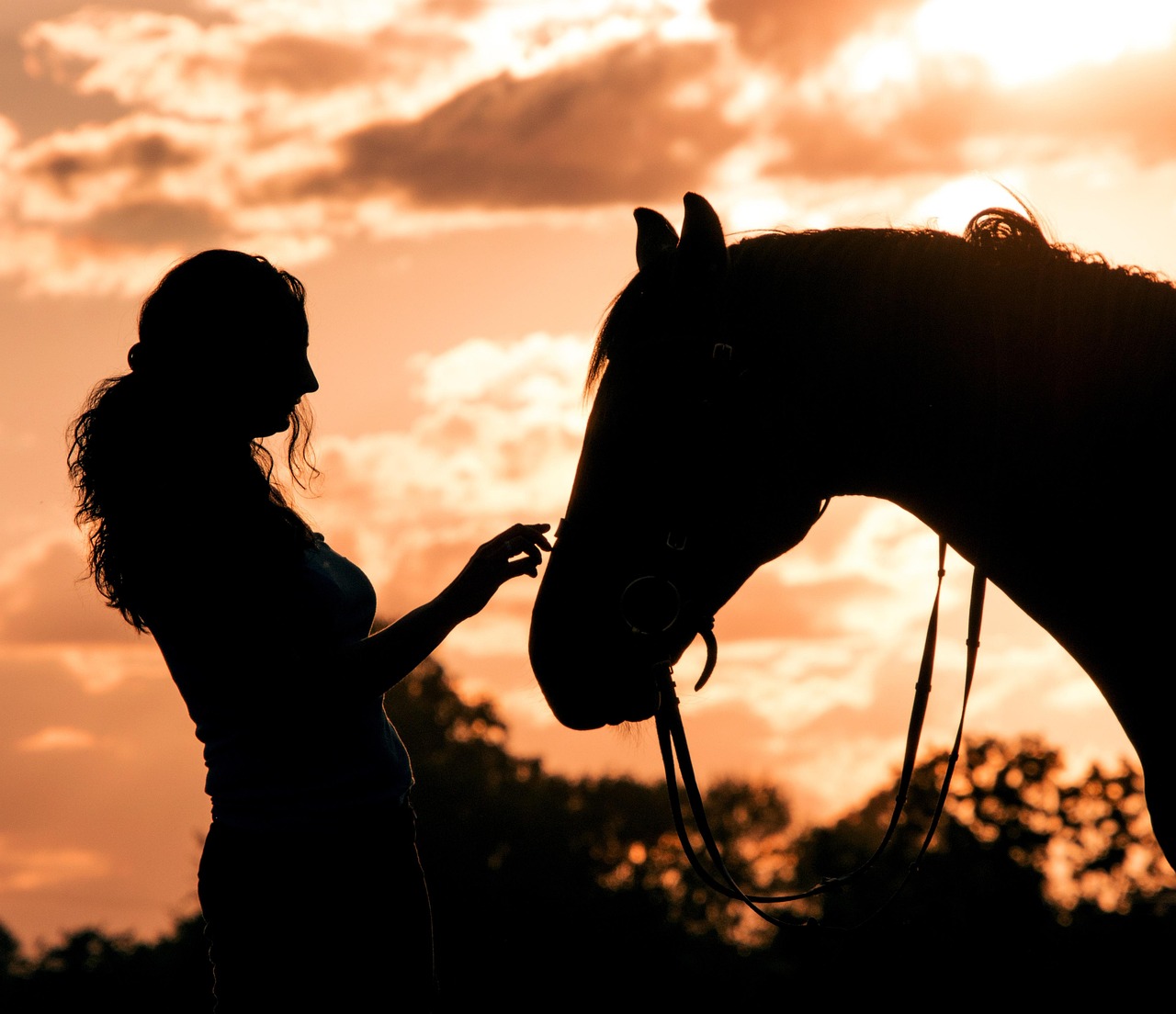 Horse Gentle Animal Free photo on Pixabay Pixabay