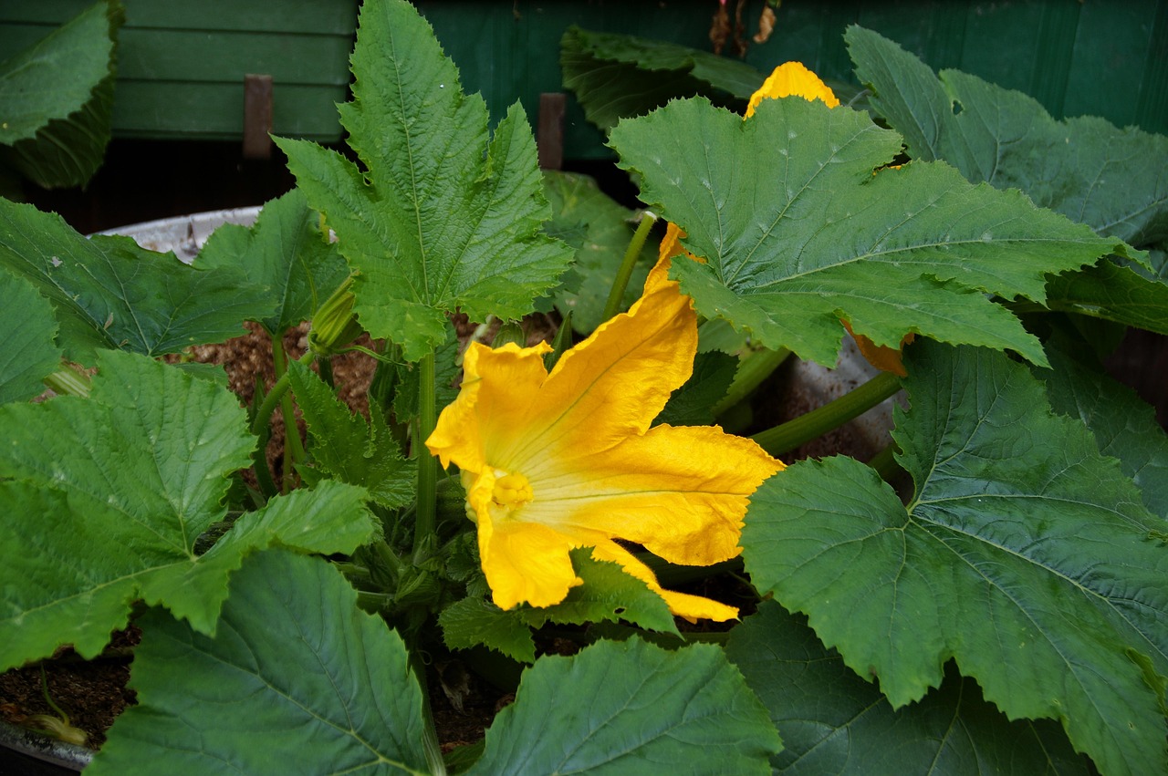 Zucchini Bloom Flowering Free photo on Pixabay Pixabay