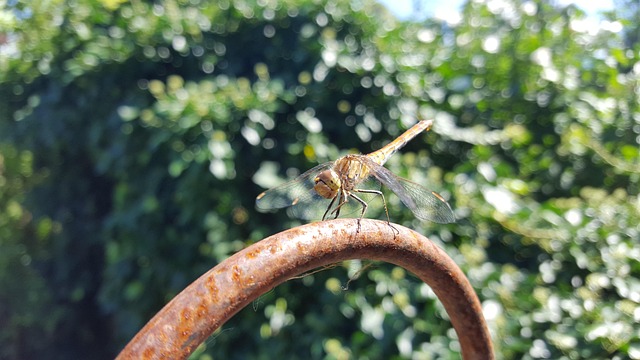 Tier, Natur, Libelle