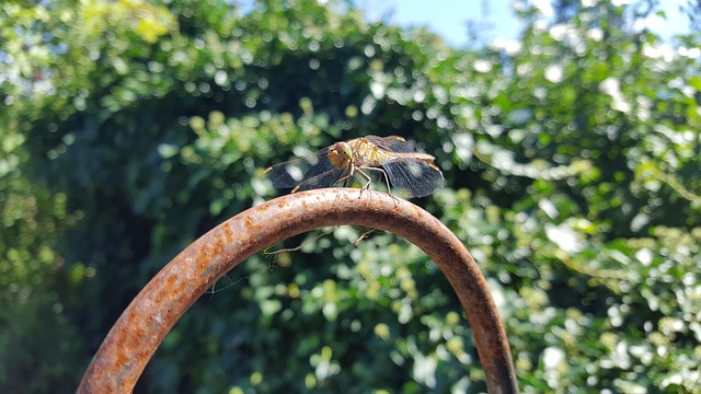 Natur, Tier, Libelle, Garten, Insekt