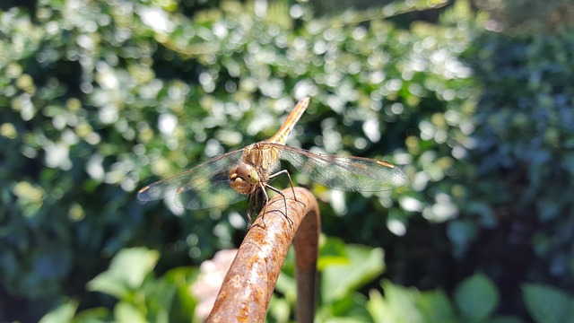Flügel, Natur, Libelle, Insekt