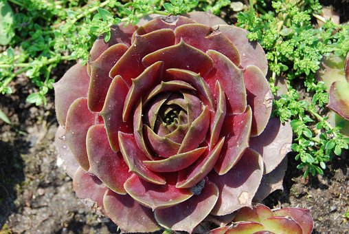 Flor, Pedra Rosa, Jardim, Plantar, Verão