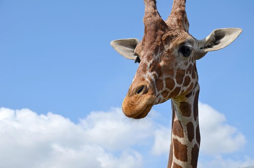 Girafa, Jardim Zoológico, Safári, África