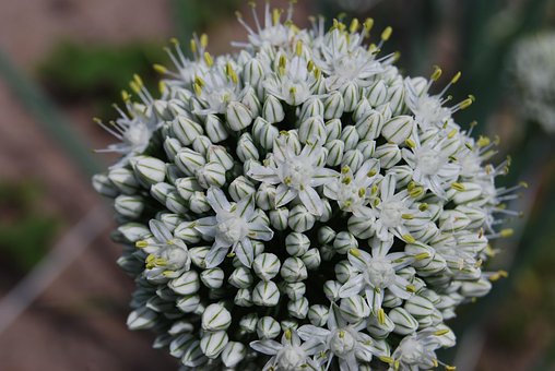 Cebolinha, Flor, Flores, Flores Bonitas
