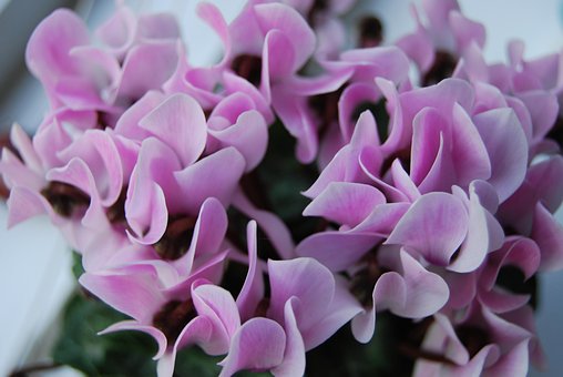 Flor, Ciclâmen, Flores, Plantar, Jardim