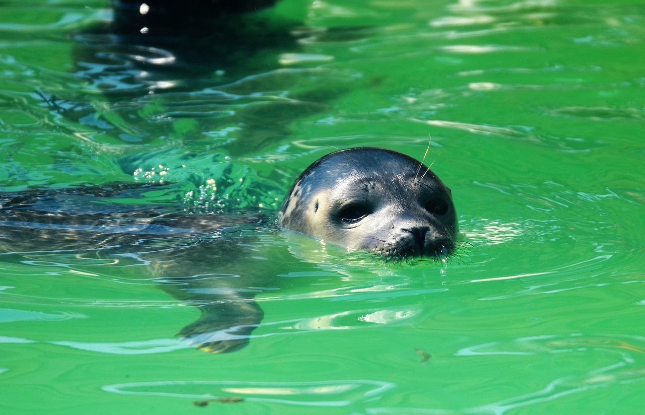 Seal Water Mammal Sea Free photo on Pixabay Pixabay