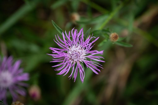 Blüte, Lila, Natur, Blume, Pflanze, Wald