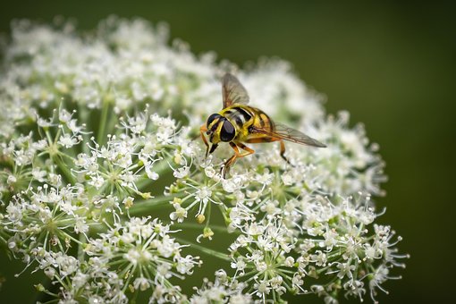 Schwebfliege, Insekt, Blütenstand, Dolde