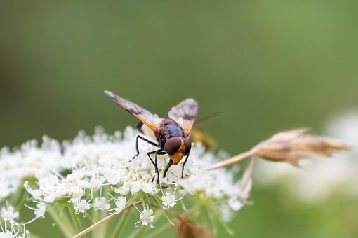Schwebfliege, Insekt, Blütenstand, Dolde