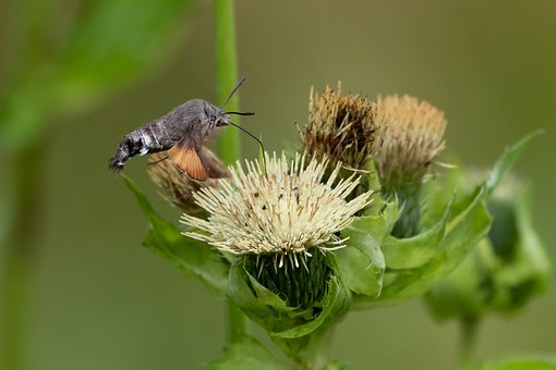 Taubenschwänzchen, Karpfenschwanz