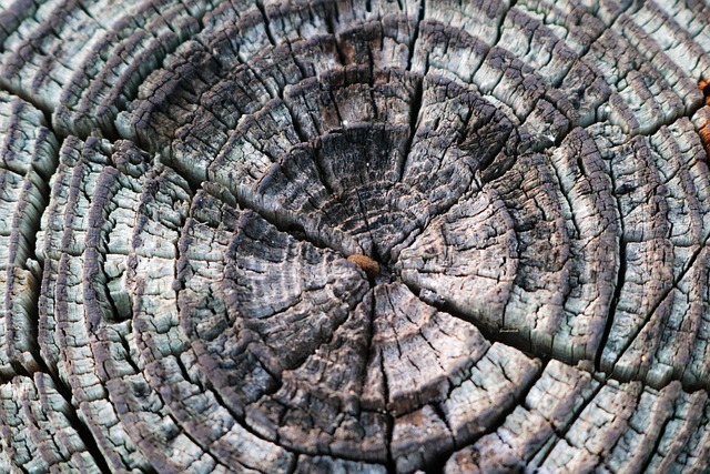 Free Background Pattern Texture photo and picture