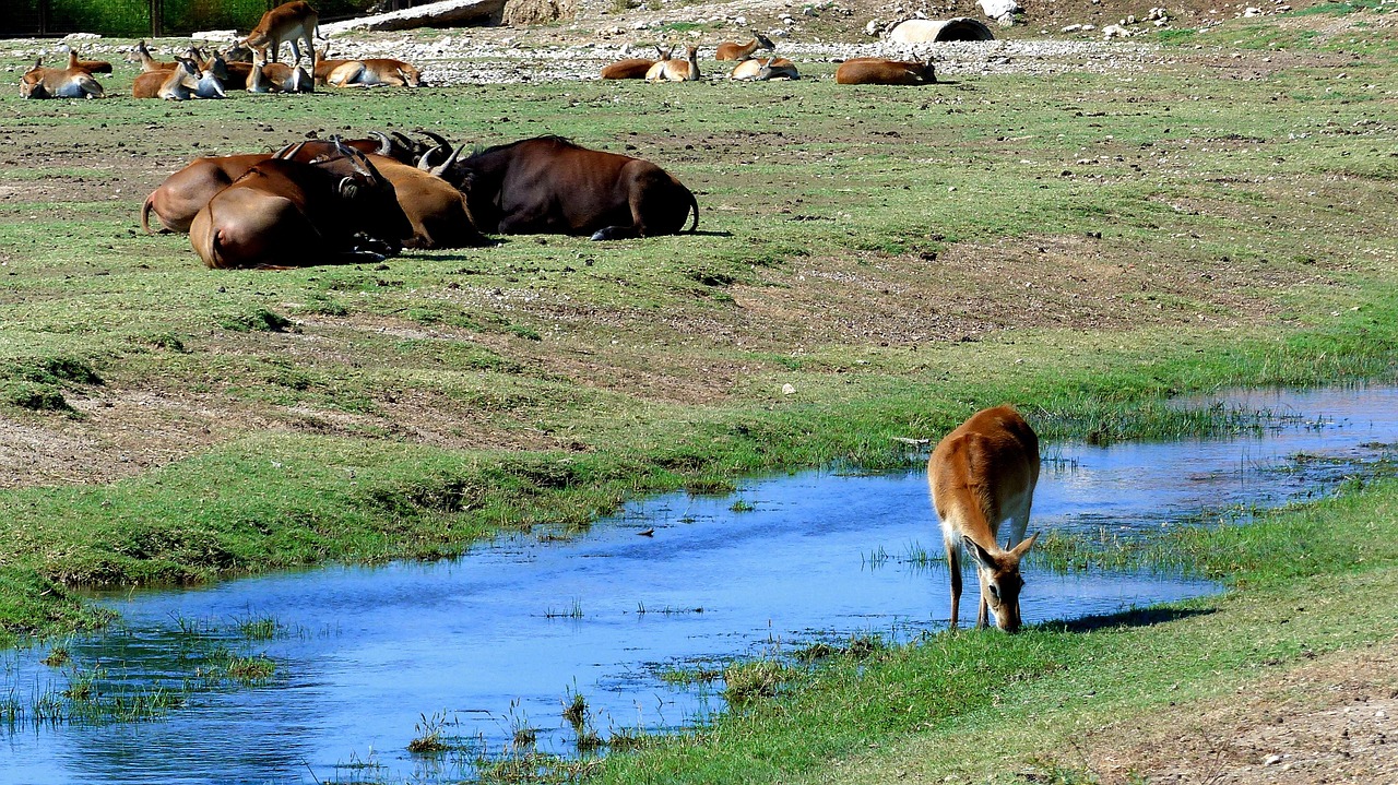 Buffalo - free online jigsaw puzzle photo
