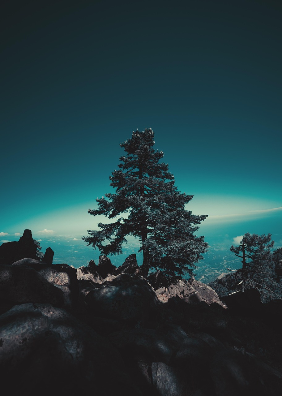 Tree Blue Retro - Free photo on Pixabay