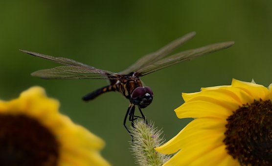Libelle, Sonnenblume, Flügel, Insekt