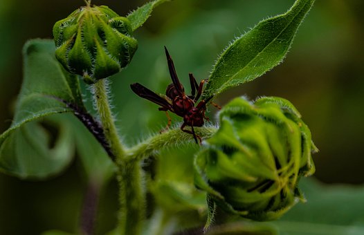 Wespe, Insekt, Sonnenblume, Birne