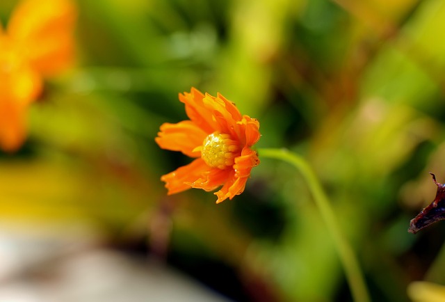 花 小さな 花弁 - Pixabayの無料写真 - Pixabay