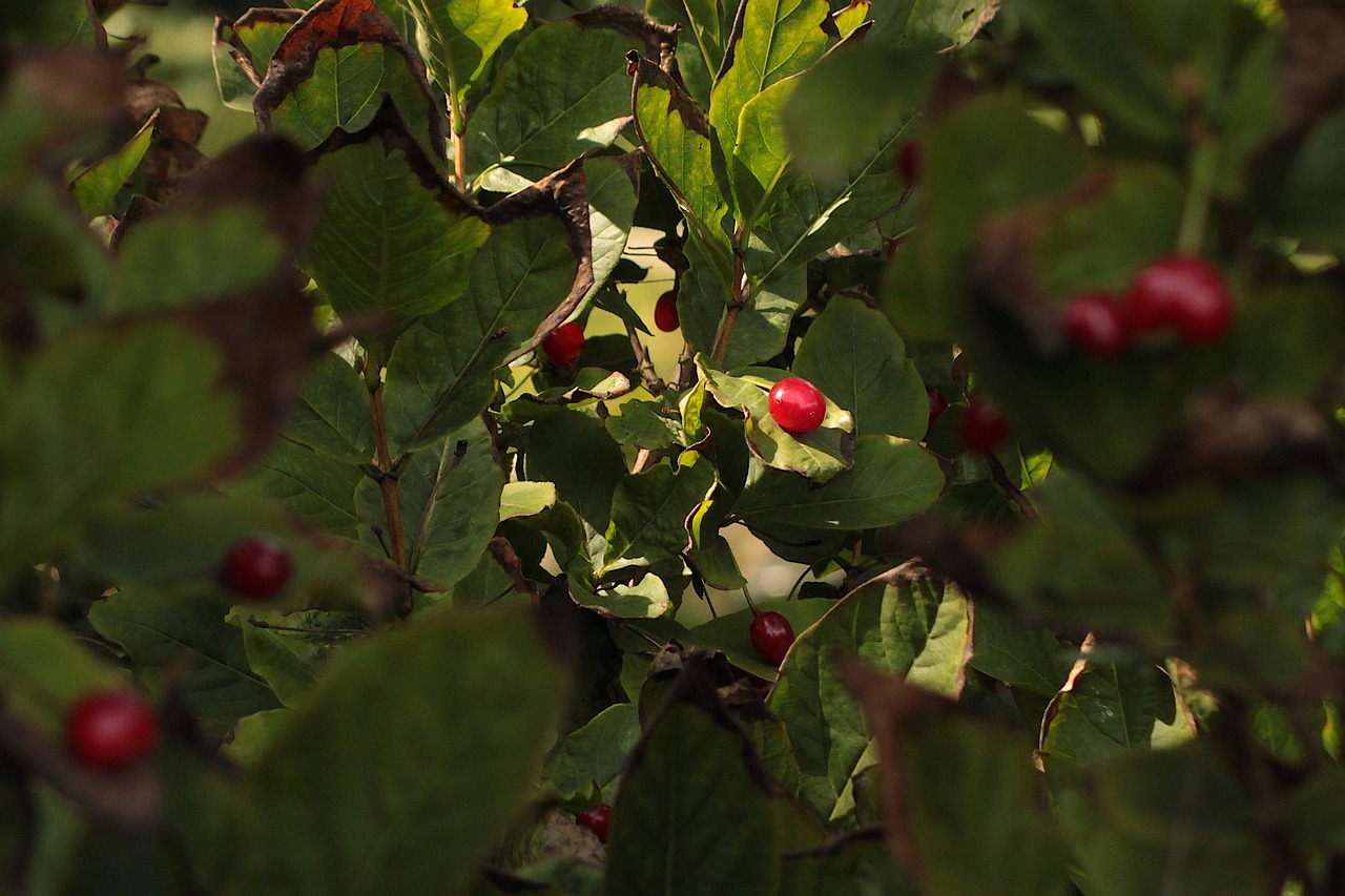 20,000+ Free Shadow Fruit & Fruit Images - Pixabay