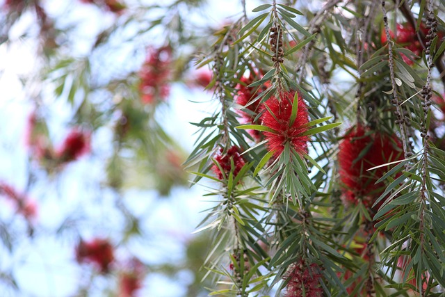 Plant, Bloem Behang, Bloem