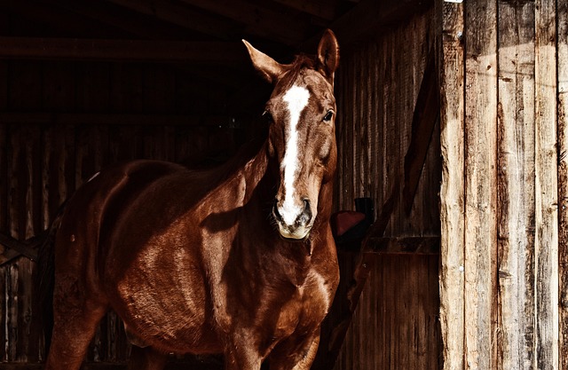 Free Horse Animal photo and picture Free Horse Animal photo and picture