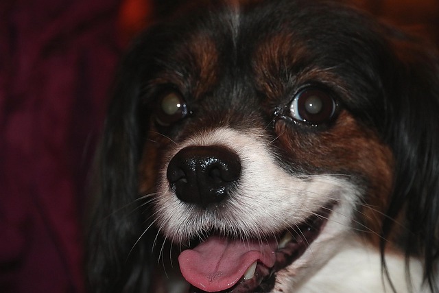 Free Dog Happy photo and picture