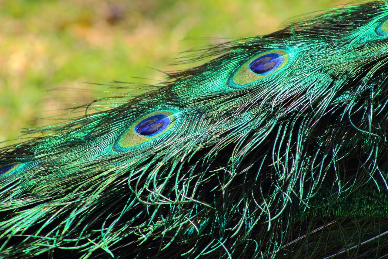 Peacock - free online jigsaw puzzle photo