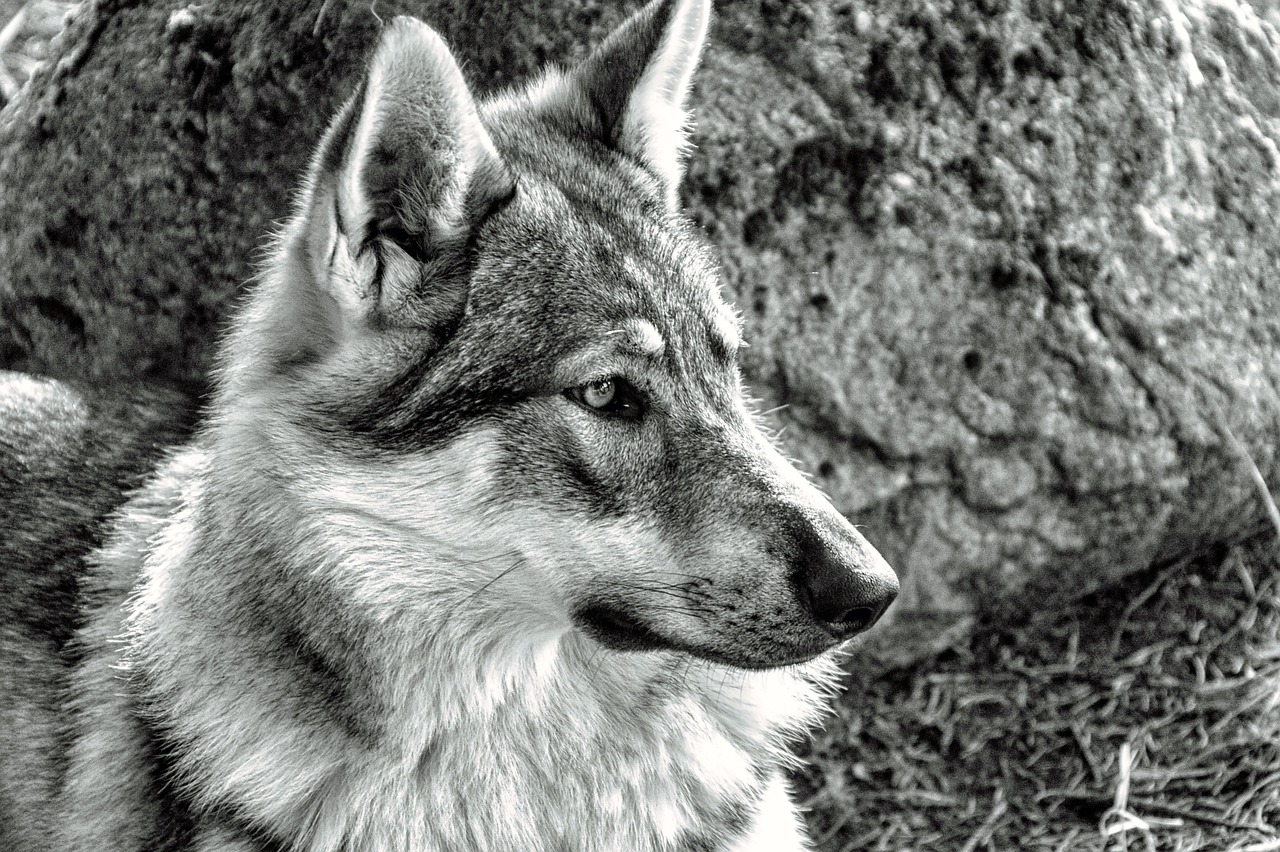 Wolf Nature - Free photo on Pixabay