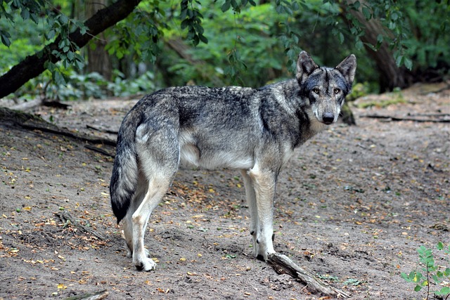 Free Wolf Close Up photo and picture
