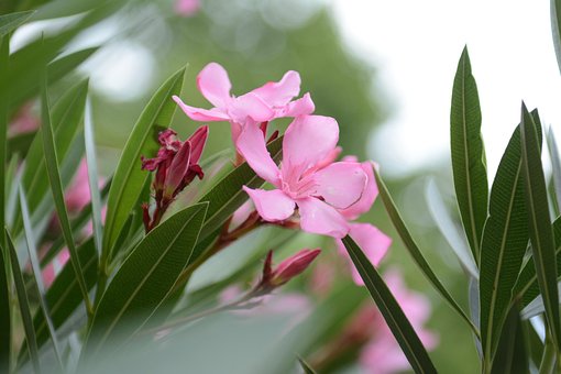 Free Green Flower photo and picture