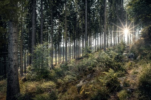 Free Forest Nature photo and picture