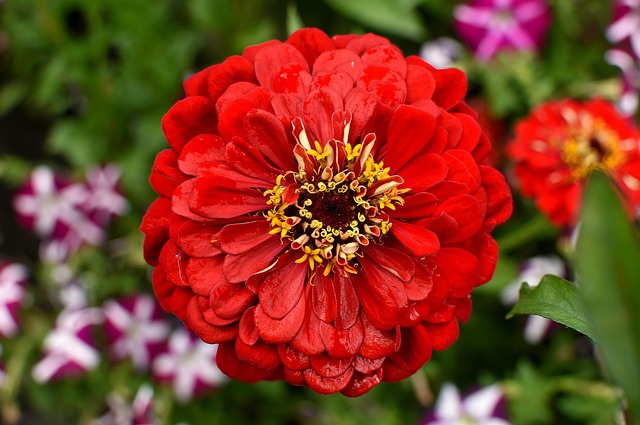 Röd Blomma Makro - Gratis foto på Pixabay - Pixabay