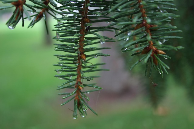 Free Rain Pine Tree photo and picture
