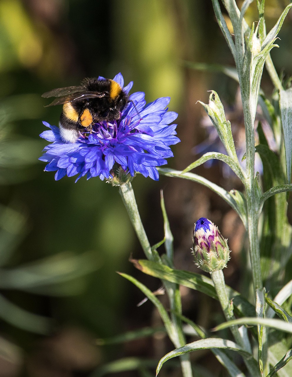 Cornflower Plant Blossom Free photo on Pixabay Pixabay
